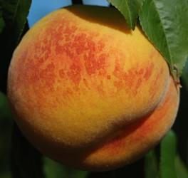 Peach 'Veteran'