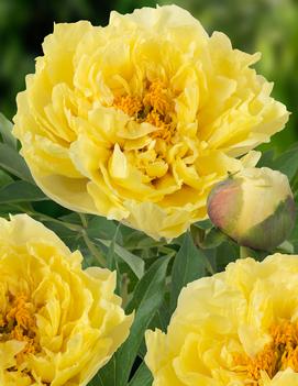 Paeonia itoh 'Yellow Crown'