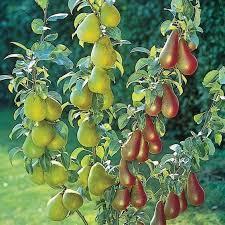 Pear x 'Combo'