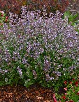 Nepeta faassenii 'Cat's Meow' (PP24472, CPBR5098)