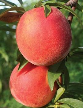 Peach 'Flamin' Fury®'