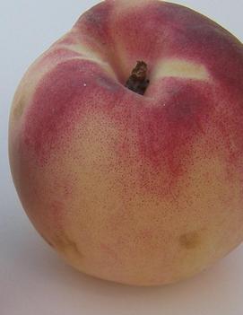 Peach 'White Lady'