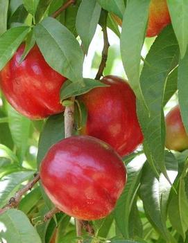 Nectarine 'Flavortop'