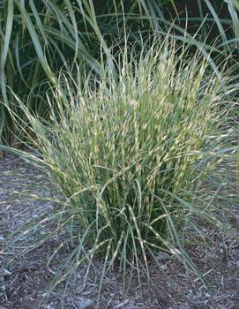 Miscanthus sinensis CP12511 ('Bandwidth') (TM CP12511)