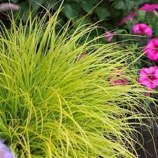 Pennisetum alopecuroides JS Jommenik ('Lumen Gold') (PP27435)