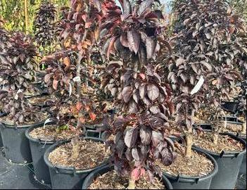 Malus x adstringens Midnite Spire™ ('Jefnite')