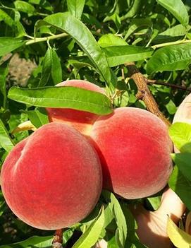 Peach 'August Rose™' (23,884)