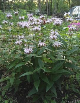 Monarda bradburiana