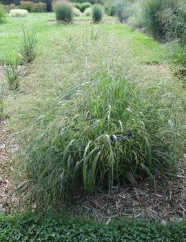 Panicum virgatum 'Cape Breeze' (PP24895)