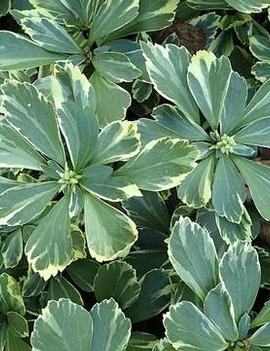 Pachysandra terminalis 'Silver Edge'