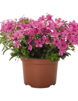 Phlox x hybrida 'Woodlander Pink' (PPAF, USPP33641)