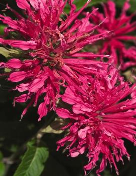 Monarda didyma Coral Reef™ ('ACreef') (PP16741, COPF)
