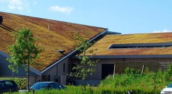 Plants for Green Roofs