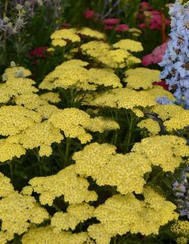 Achillea millefolium 'Sunny Seduction' (PP20808, COPF)