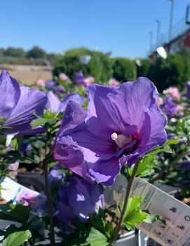 Hibiscus syriacus Paraplu Violet® ('Minsybv3s01') (PPAF,CBRAF)