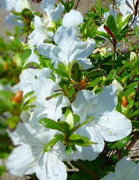 Azalea (Rhododendron) 'Girard's Pleasant White'