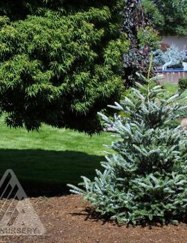 Abies koreana 'Horstmann's Silberlocke'