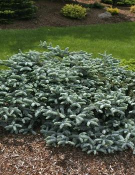 Abies procera 'Glauca Prostrata'