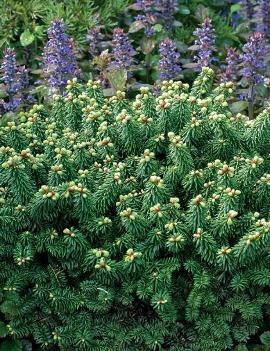 Abies balsamea 'Piccolo'