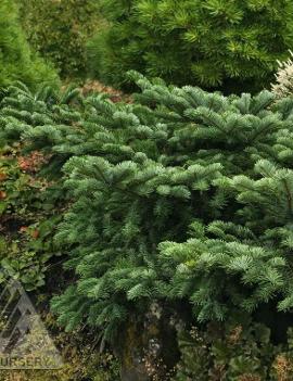 Abies amabilis 'Spreading Star'