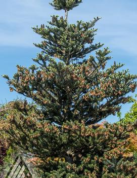 Abies koreana 'Silver Show'