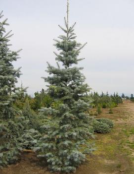 Abies concolor 'Candicans'