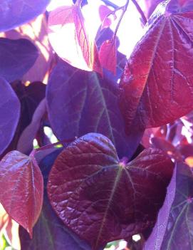 Cercis canadensis 'Forest Pansy' (PP2556)