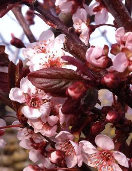 Prunus cerasifera 'Newport'