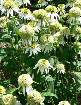 Echinacea x 'Coconut Lime' (PP18617, COPF, CPBR3281)