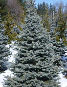 Picea pungens 'Baby Blue'