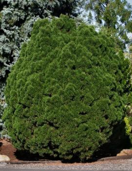Pinus mugo 'Big Tuna'