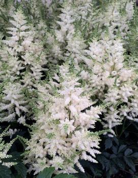 Astilbe x Younique White™ ('Verswhite') (PP19845)