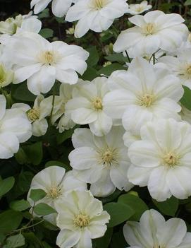 Clematis 'Mary-Claire'