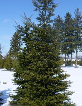 Abies koreana