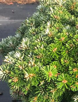 Abies koreana 'Wellenseind'