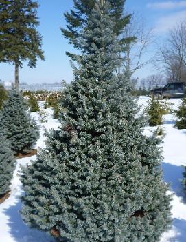 Abies lasiocarpa 'Glauca Compacta'