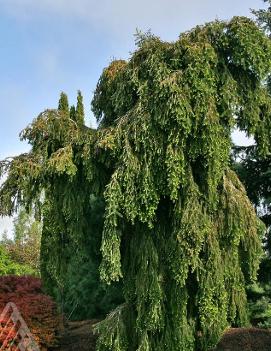 Abies alba 'Green Spiral'