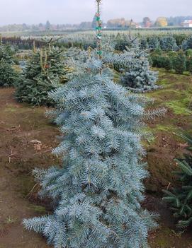 Abies concolor 'Blue Cloak'