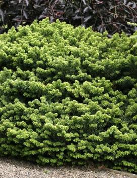 Abies balsamea 'Nana'