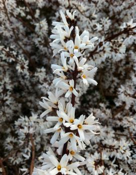 Abeliophyllum distichum